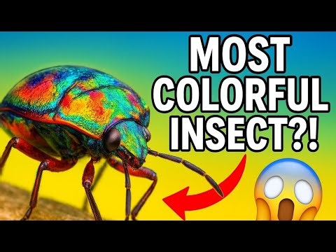 “Is This the Most Colorful Insect Ever?!”