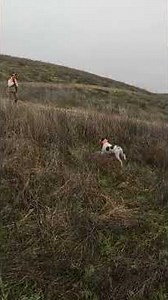 Rooster runs across road and buries itself in cover! #pheasanthunting #hunting #pointer #shortsvideo