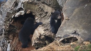 The three North American Black Bear cubs have had a busy week exploring their enclosure in Kingdom of the Carnivores... | Woburn Safari Park