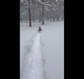 Watch | Snow falls in Truckee