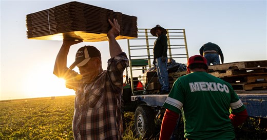 A day in the life of a farmworker during an immigration crackdown