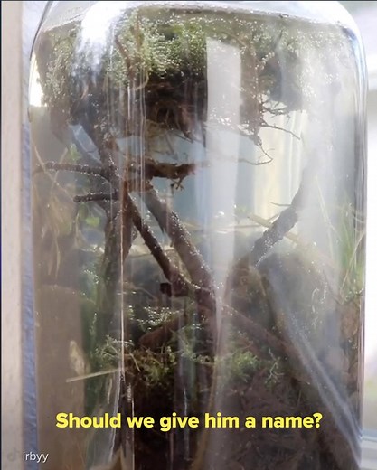 1.2M views · 1K shares | Making a Homemade Backyard Ecosphere | BuzzFeed Video | Facebook