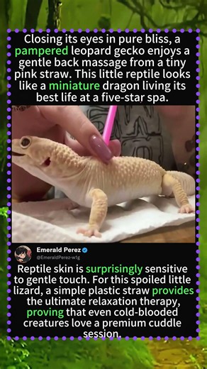 This Cute Gecko Having the Best Day of Its Life is Pure Bliss! 🦎💆‍♂️✨