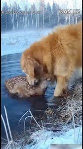 The Deer Was Trapped Until This Dog Stepped In #animals #wildlife #dog #trending | Dailydoseofpaws