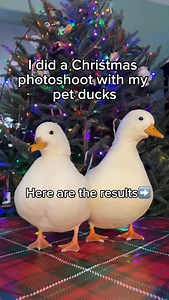 One of my favorite traditions is our annual Christmas duck photos 🎄 🦆 Duck wrapping paper gifted from @aspen.arlo ❤️ #DunkinDucks #Ducks #PetDucks #BackyardDucks #ChristmasPhotos | Dunkin Ducks