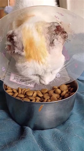 Rescue Story: Brave Cat Mom Seeks Loving Home