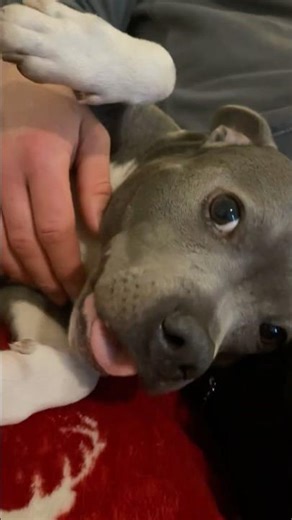 Asmr cuddle sounds🥰 #asmr #cozy #animals #staffy #cuddles #sleepingmusic #nightroutine #sleepy