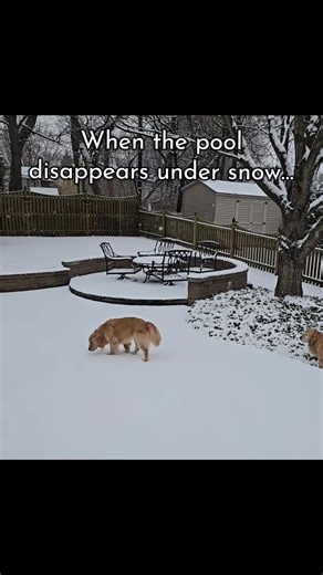 Winter Dogs Playing in the Snow: Fun and Joy