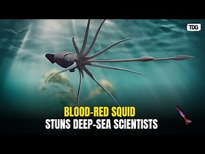 Scientists Capture First-Ever Live Sighting Of Blood-Red Squid Near Antarctica
