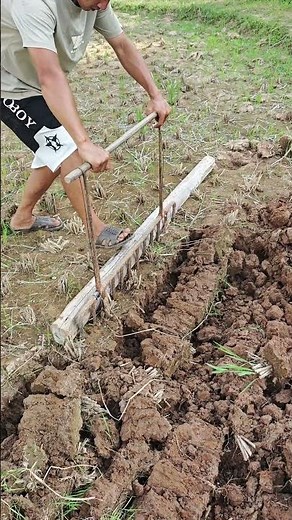 Traditional farming tools: Foot-operated iron harrow plowing, restoring the wisdom of old farmers!