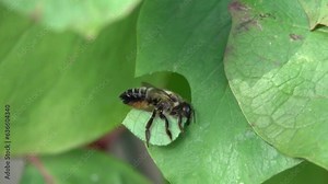 Leafcutter Bee (Megachilidae - probably Patchwork leafcutter bee, Megachile centuncularis) cutting a large piece of leaf from a plant to fill its nest. August, Kent, UK. [Slow motion x10]