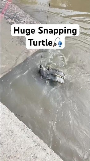 Huge Snapping Turtle Caught on Carp!