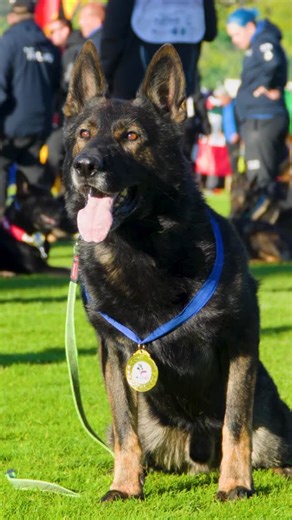 6K views · 79K reactions | Chiko vom Marchberger just looking sexy.. #germanshepherd #dogtraining #sportdog #doggo | Shield-K9 Dog Training | Facebook