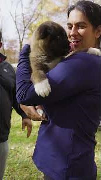 The Moment a Family Meets Their Apexx Akitas Puppy for the First Time