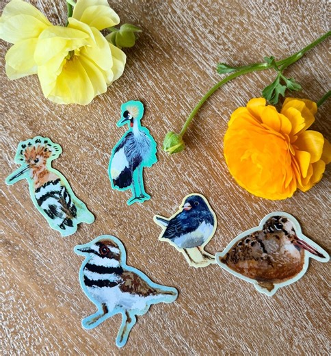 Bird Lover Sticker Bundle – Quirky Wild Birds (junco, Woodcock, Killdeer & Hoopoe) - Etsy