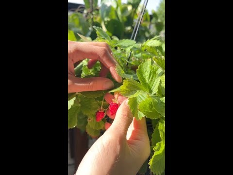 Strawberries in Hanging Baskets — Full Sun, No Pests, Every year! 🍓