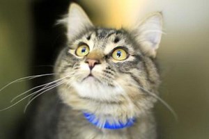 Adopt this Pet: Meet Oliver the Cat