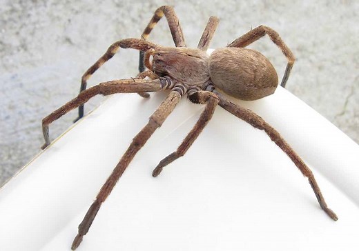 Les 11 Araignées les plus dangereuses pour l'Homme