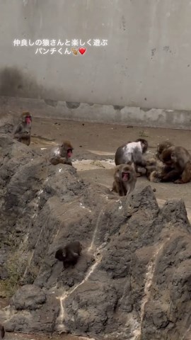 また会いに行くねパンチくん❤️ #パンチくん市川動植物園 #パンチくん