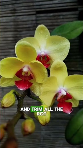 You're Killing Your Orchid (Here's How to Save It)