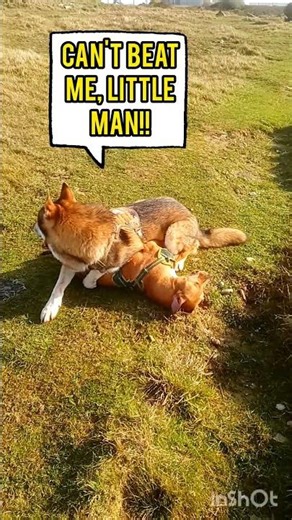 Puppy tries wrestling a WOLF, obviously loses 🤣 #shorts #dogs #funny