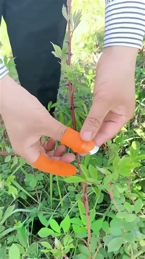 Thumb Cutter Knife ✅ Product Link in Bio ( # 1959 )