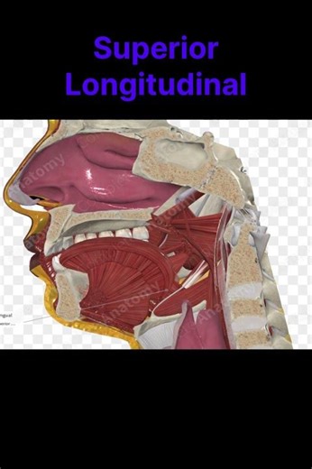 Muscles of the tongue #anatomy #tongue #muscle
