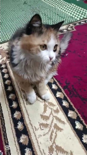 Lodoni - Say Goodbye