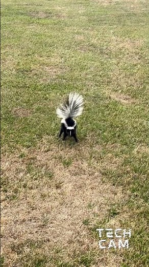 🚨 Skunk Alert: Know the Difference! 🐾