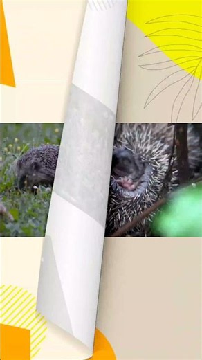 🌟Top 10 Amazing Hedgehog Facts That Will Surprise You!🌟