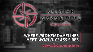 BWP proudly presents the 2026 Top Stallion Auction collection. 😎 A powerful line-up, built on trusted BWP dam lines and sires proven at the highest level of international sport and breeding. What to expect? • renowned BWP dam lines such as Centa de Muze, Whitney vd Dwerse Hagen, Empress, … • internationally proven sires with GP results: Ermitage Kalone, Emerald van ’t Ruytershof, Eldorado vd Zeshoek, Mosito vh Hellehof ✨ The future looks bright. 📅 January 10, 2026 | 6 p.m. | Azelhof Additional