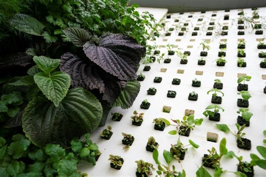 Vertical farming offers food security to Israel and the UAE - i24NEWS