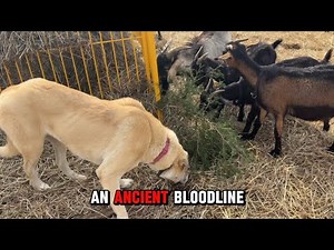The Untold History of the Spanish Goat 🐐 | America’s Toughest Farm Animal
