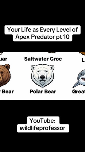 Life of a Polar Bear: Apex Predator in the Arctic