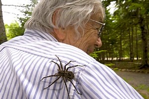 Wolf Spiders & Dock Spiders or Fishing Spiders; A Comparison--Plus My Meeting With a Giant Wolf Spider!