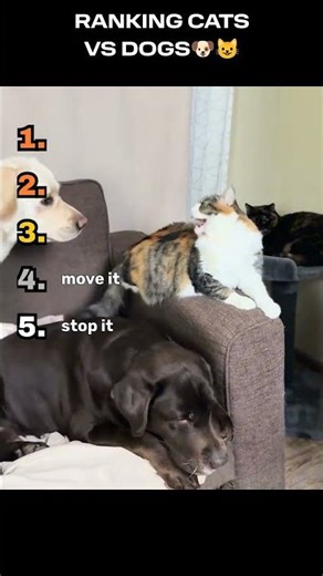 RANKING CATS VS DOGS 🐱⚔️🐶 #Shorts #CatsVsDogs #Cats