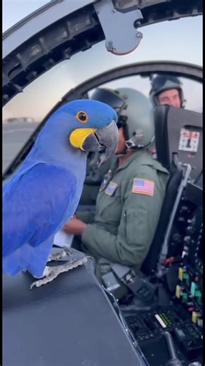 5.4K views · 138 reactions | Parrot Flirts With Pilot During Flight Check #TalkingParrot #MilitaryHumor #ParrotFlirting #FighterJet #FunnyBirds A smooth-talking Blue Macaw turns a routine pre-flight checklist into a hilarious flirting session with a female pilot officer. The parrot's charm is so lethal even the co-pilot can't help but laugh at the witty banter in the cockpit. | Talking Parrot | Facebook