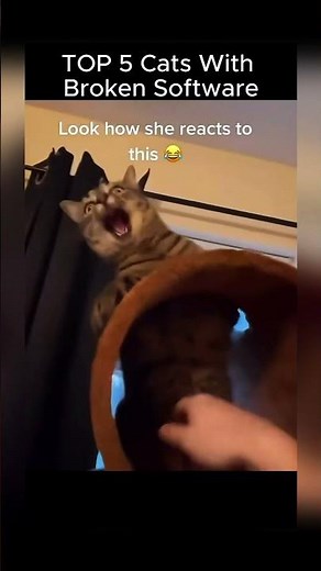 TOP 5 Cats With Broken Software #funny #viral #top5