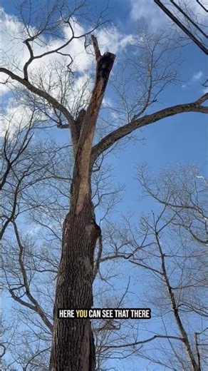 Why Improper Tree Pruning Causes Decay | Arborist Explains