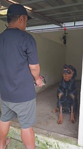 Feeding ritual of Orange and Six. #alabai #rottweiler | Supero Dog Farm