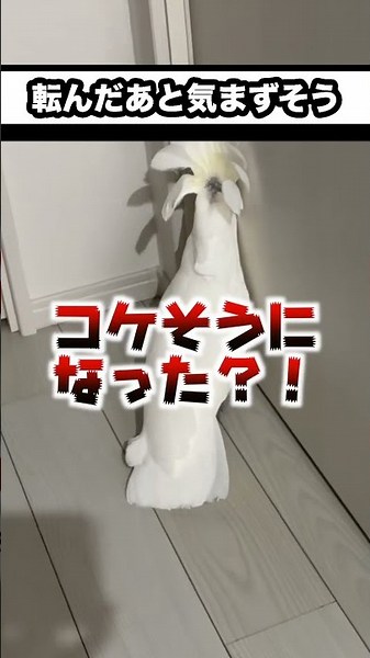 Yukimaru-shi won't get on my hand for some reason after falling #shorts