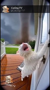 “Cat BEGS to Get Inside 😱🌪️ Doorbell Cam Captures Terrifying Tornado Moment!”