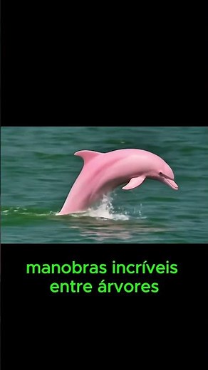 Pink River Dolphin: The Mysterious Dolphin of the Amazon
