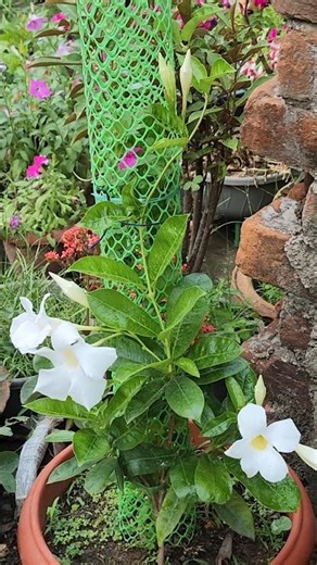 white Mandevilla 🌿🌸🌿 #garden #youtubeshorts #flowers #shortvideo #shortsfeed #trending
