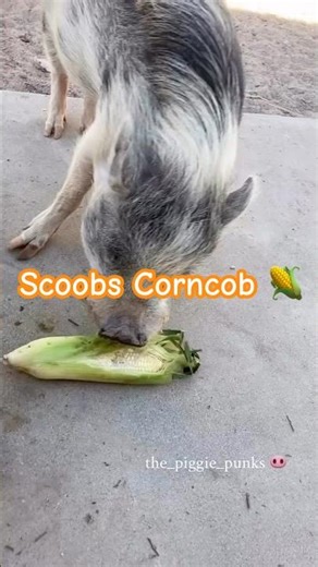 Scoobs Corncob 🌽!