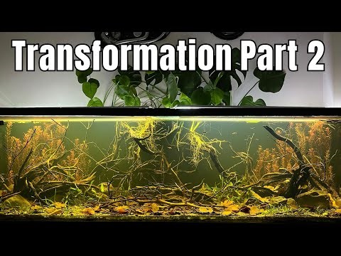 My Dirted Tank’s Transformation to a Black Water Dirted Tank Part 2