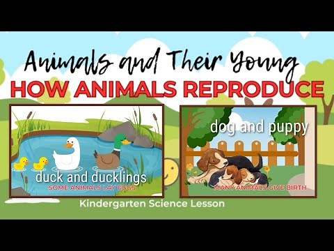 Animals and Their Young | How Animals Reproduce | Lay Eggs | Give Birth | Kindergarten Science