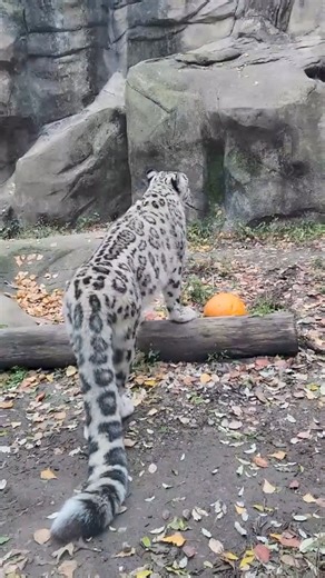 30K views · 347 reactions | Snow leopard #science #sciencefacts #facts #snowleopard | Epixology | Facebook