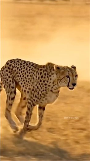 Cheetah 🐆 Sprint in Slow Motion | #AnimalHeroes #AnimalRescue #Shorts #Wildlife