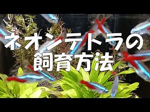 How to Care for Neon Tetras